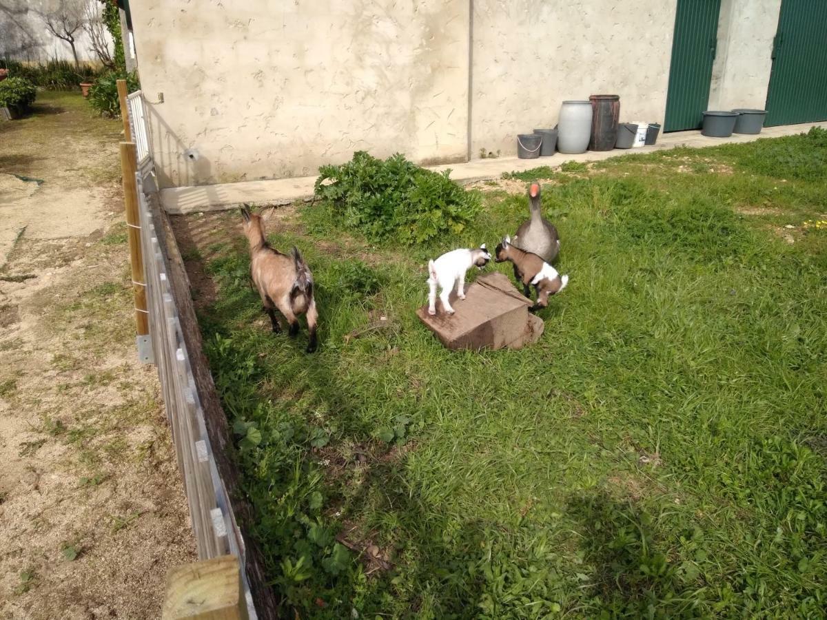Willa Quinta Da Mesa Macinhata do Vouga Zewnętrze zdjęcie